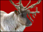 reindeer